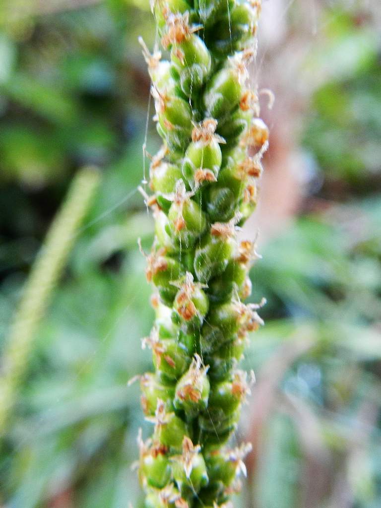Plantago major / Piantaggine maggiore